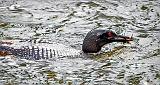 Wet Head Loon With Catch_DSCF4459